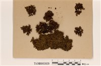 藏品(島衣屬)的圖片